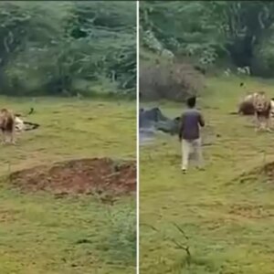 aslanla yakin cekim ugruna az daha canindan oluyordu RUaMiVxj