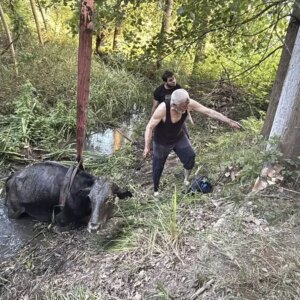 batakliga saplanan inek kurtarildi a2eClrRq