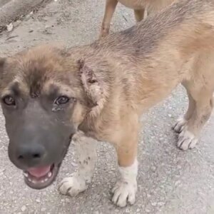 gemlikte kopege iskence eden tutuklandi IwHe6xDi