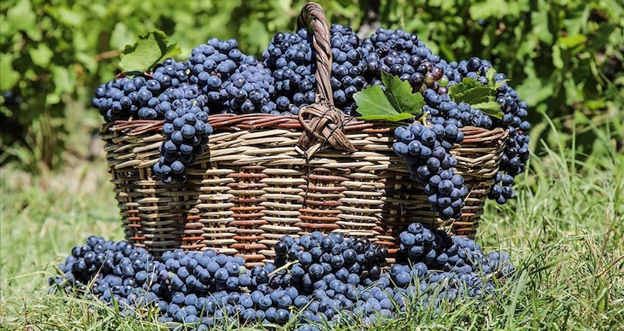 3 bin yillik tat cografi isaretli uzumunun hasat zamani geldi K9jAZ28U