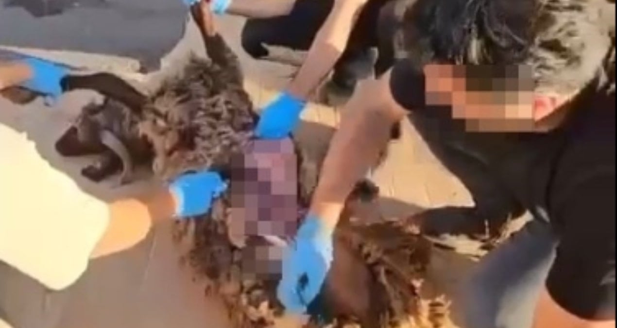 bu kadari pes dedirtti olu koyunun karnina gizledikleri ortaya cikti nRFMjG3u