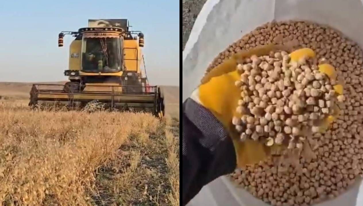 karsta nohut hasadi basladi dekar basina 100 150 kilo verim F63nD2Mn