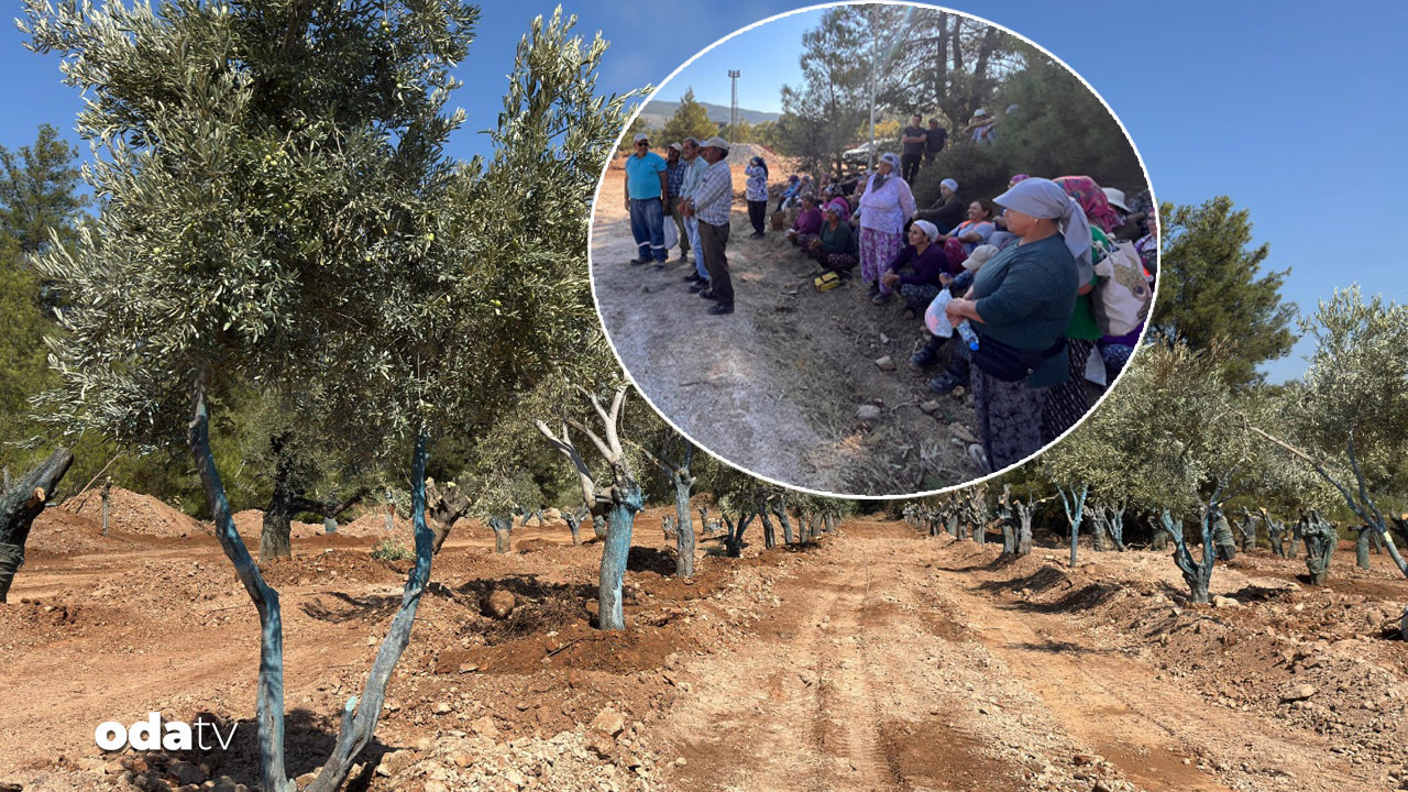 zeytinler tasiniyor koylulerden can suyu ksUxtKxd