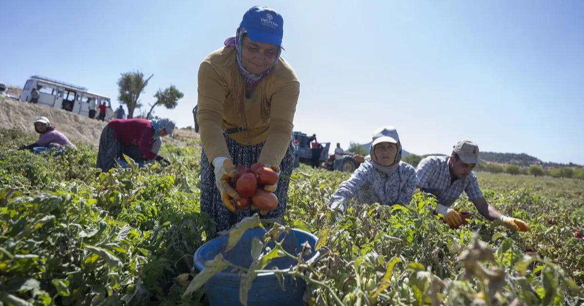 mersinde yuzde 70 hibeli domates fidesi destegi 873D7anm